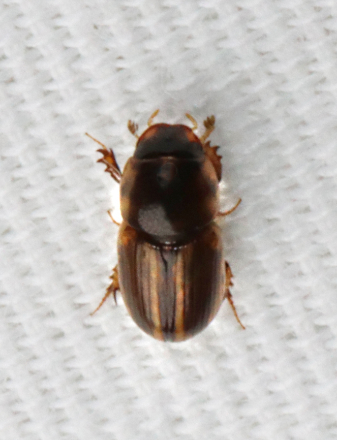 Labarrus cincticulus Attracted to a 395 nm LED Geotagged,Labarrus,Labarrus cincticulus,Summer,United States,beetle