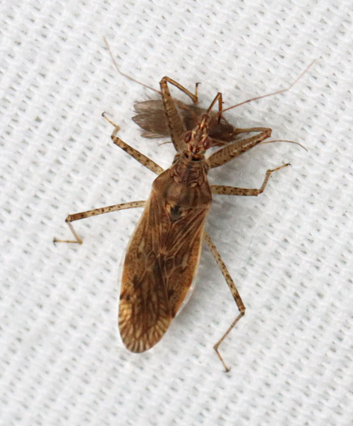 Common Damsel - Nabis americoferus Enjoying a caddisfly smoothie. Geotagged,Nabis americoferus,Summer,United States,nabis