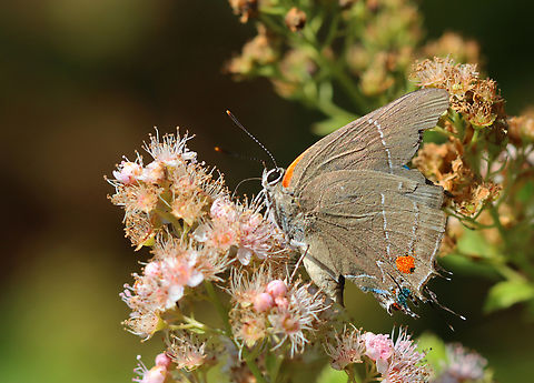 White M Hairstreak - Parrhasius m-album Habitat: Meadow Geotagged,Parrhasius,Parrhasius m-album,Summer,United States,butterfly,hairstreak
