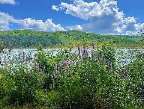 Purple Loosestrife - Lythrum salicaria Autumn colors are already starting to pop up on the lower trees.

Habitat: Litchfield hills Geotagged,Lythrum salicaria,Spiked loosestrife,Summer,United States