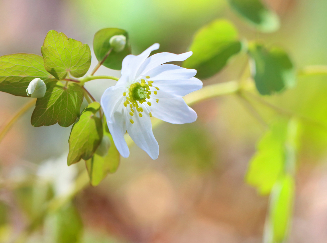 Rue-Anemone - Thalictrum thalictroides With early spring light.<br />
<br />
Habitat: Mesic forest Geotagged,Rue Anemone,Spring,Thalictrum thalictroides,United States
