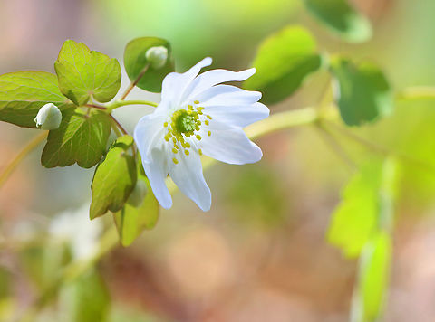 Rue-Anemone - Thalictrum thalictroides With early spring light.

Habitat: Mesic forest Geotagged,Rue Anemone,Spring,Thalictrum thalictroides,United States