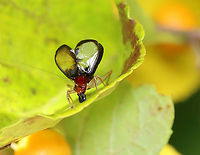 Handsome Trig (Male) - Phyllopalpus pulchellus Males lift their wings like this to help amplify sound/attract females. Their wings seem to be modified for stridulation.<br />
<br />
Video: https://vimeo.com/1008538689 Geotagged,Handsome trig,Phyllopalpus pulchellus,Summer,United States