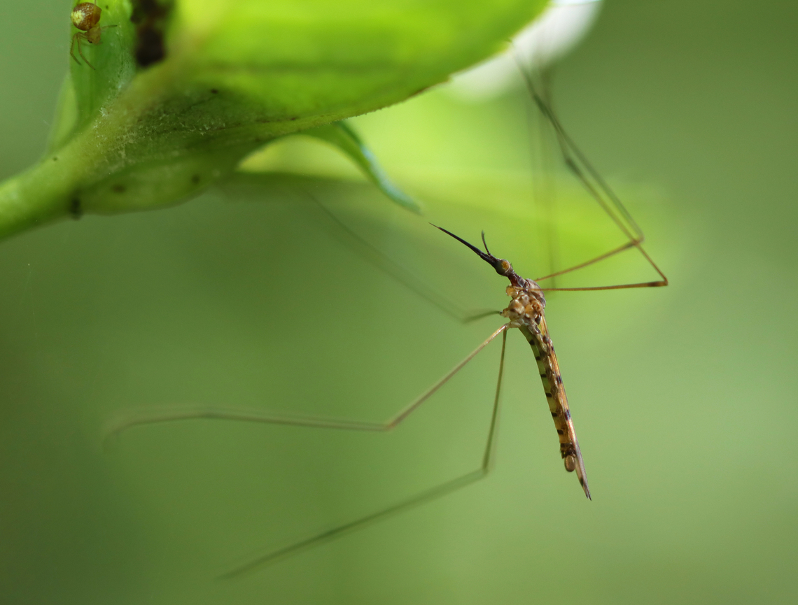 Crane Fly - Geranomyia rostrata I imagine the spider in the corner had big dreams hoping to snag this crane fly.<br />
<br />
Habitat: Shrub swamp Geotagged,Geranomyia rostrata,Summer,United States