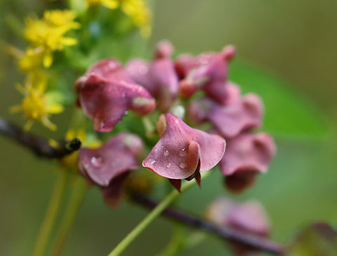 Groundnut - Apios americana Soft light after the rain.

Habitat: Shrub swamp American groundnut,Apios americana,Geotagged,Summer,United States