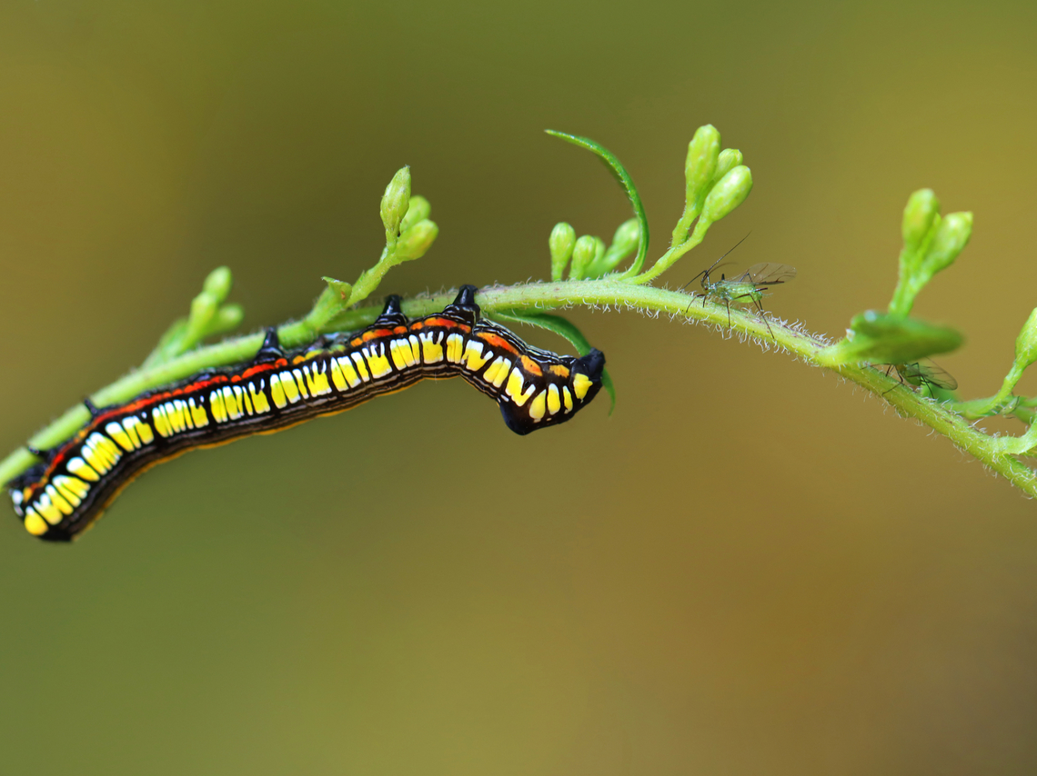 Brown-hooded Owlet - Cucullia convexipennis Caterpillar and friends on goldenrod (Solidago sp.)<br />
<br />
Habitat: Shrub swamp Brown-hooded Owlet,Cucullia convexipennis,Geotagged,Summer,United States