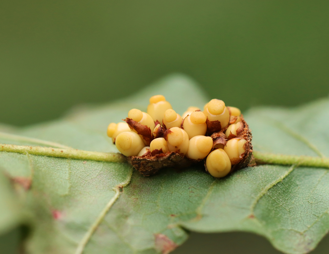 Galls - Kokkocynips decidua Host: Oak (Quercus sp.) Geotagged,Kokkocynips decidua,Summer,United States