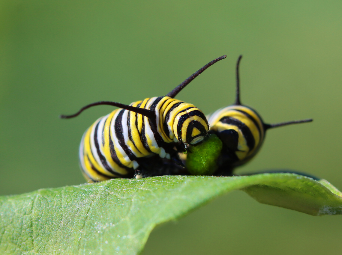 Monarch Caterpillar (Danaus plexippis) This was something that I&#039;ve never seen before. This caterpillar was eating its own frass (poop) as it was pooping. It came out one end and went right in the other.  The weather has been very dry and the milkweed looks awful, so this caterpillar was probably desperate for a decent meal. I moved it to a young-ish, healthy-ish looking milkweed plant after taking this photo.<br />
<br />
Habitat: Meadow<br />
<br />
Sorry about all the gunfire in the video. It definitely ruins the natural ambience. Hiking in NY is always an adventure. <br />
<section class="video"><iframe width="448" height="252" src="https://player.vimeo.com/video/1012166365?title=0&byline=0&portrait=0" frameborder="0"></iframe></section> Danaus plexippus,Geotagged,Monarch butterfly,Summer,United States