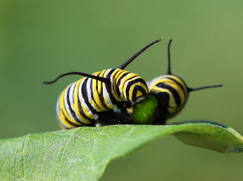 Monarch Caterpillar (Danaus plexippis) This was something that I've never seen before. This caterpillar was eating its own frass (poop) as it was pooping. It came out one end and went right in the other.  The weather has been very dry and the milkweed looks awful, so this caterpillar was probably desperate for a decent meal. I moved it to a young-ish, healthy-ish looking milkweed plant after taking this photo.

Habitat: Meadow

Sorry about all the gunfire in the video. It definitely ruins the natural ambience. Hiking in NY is always an adventure. 
https://vimeo.com/1012166365 Danaus plexippus,Geotagged,Monarch butterfly,Summer,United States