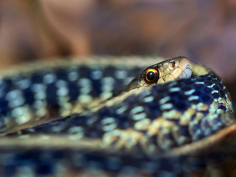 Garter Snake - Thamnophis sirtalis This snake was curled up in the fallen leaves.  Common Garter Snake,Fall,Geotagged,Thamnophis sirtalis,United States,snake
