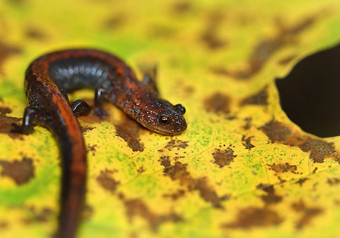Red-backed Salamander - Plethodon cinereus Habitat: Mixed forest Fall,Geotagged,Plethodon,Plethodon cinereus,Red-backed salamander,United States,salamander