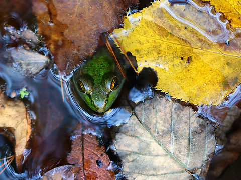 Green Frog - Lithobates clamitans Habitat: Small woodland pond Fall,Geotagged,Green frog,Lithobates clamitans,United States,frog