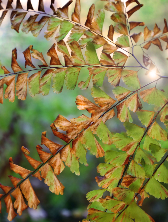 Maidenhair Fern - Adiantum pedatum Ageing, but still beautiful.<br />
<br />
Habitat: Mesic forest Adiantum,Adiantum pedatum,Fall,Geotagged,Northern maidenhair fern,United States