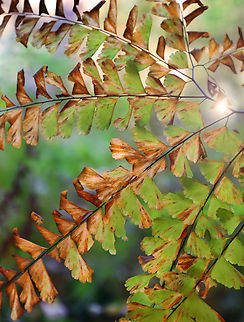 Maidenhair Fern - Adiantum pedatum Ageing, but still beautiful.

Habitat: Mesic forest Adiantum,Adiantum pedatum,Fall,Geotagged,Northern maidenhair fern,United States