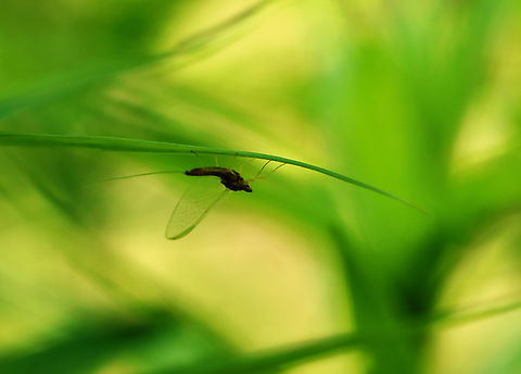 Sulphur Dun - Ephemerella invaria Resting under a leaf near the edge of a stream. Ephemerella invaria,Geotagged,Spring,United States,mayfly