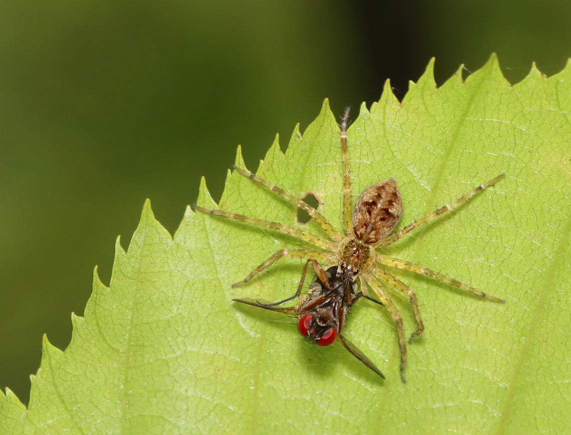 Fishing Spider - Dolomedes tenebrosus Spider and friend. <br />
<br />
Habitat: Stream edge Dark Fishing Spider,Dolomedes tenebrosus,Geotagged,Summer,United States,spider