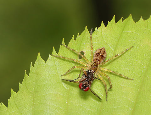 Fishing Spider - Dolomedes tenebrosus Spider and friend. 

Habitat: Stream edge Dark Fishing Spider,Dolomedes tenebrosus,Geotagged,Summer,United States,spider