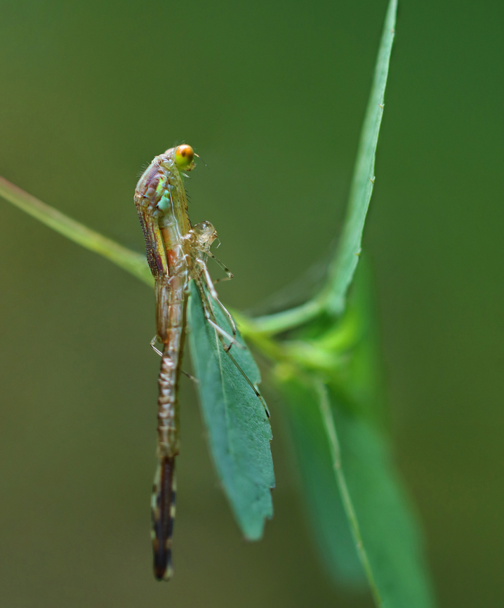 Eclosing Damselfly - Ischnura posita In the process of eclosing...The nymph crawled out of the water, perched on a leaf, and then the adult began the slow process of emerging.<br />
<br />
Habitat: Pondside  Fragile Forktail,Geotagged,Ischnura,Ischnura posita,Summer,United States,damselfly,eclosion,nymph