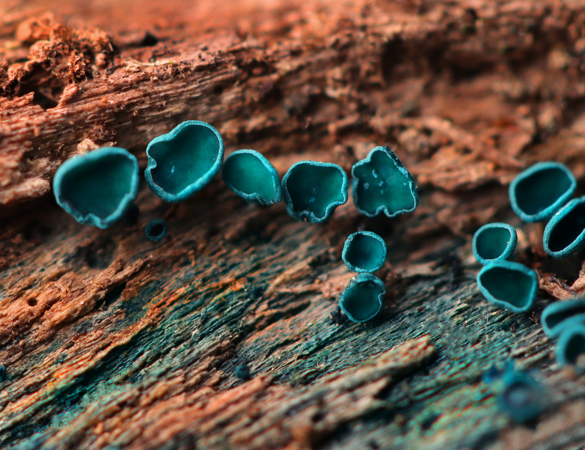 Elfcups - Chlorociboria sp. Probably Chlorociboria aeruginosa, but I&#039;m not sure.<br />
<br />
Habitat: rotting wood Chlorociboria,Fall,Geotagged,United States,blue,elfcups,fungus