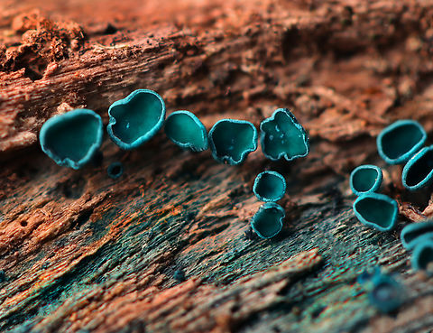 Elfcups - Chlorociboria sp. Probably Chlorociboria aeruginosa, but I'm not sure.

Habitat: rotting wood Chlorociboria,Fall,Geotagged,United States,blue,elfcups,fungus