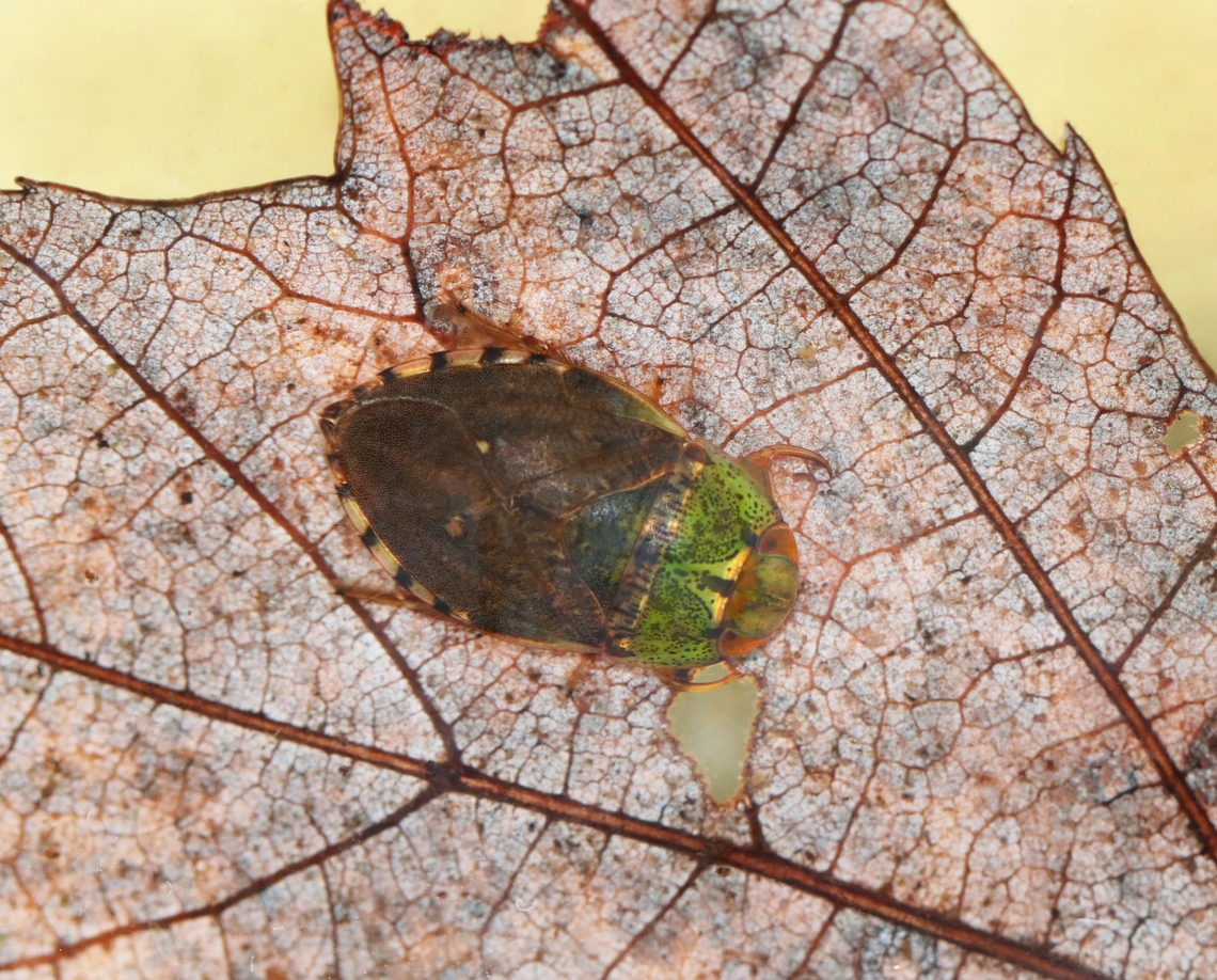 Creeping Water Bug - Pelocoris femoratus Habitat: Collected from a woodland pond Fall,Geotagged,Pelocoris,Pelocoris femoratus,United States,aquatic insect,creeping water bug,naucoridae,water bug