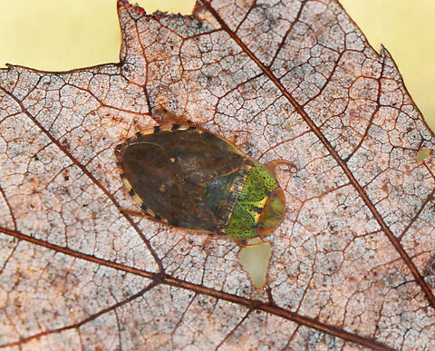 Creeping Water Bug - Pelocoris femoratus Habitat: Collected from a woodland pond Fall,Geotagged,Pelocoris,Pelocoris femoratus,United States,aquatic insect,creeping water bug,naucoridae,water bug