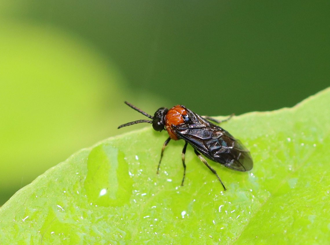 Sawfly - Eutomostethus ephippium Habitat: Mesic forest Eutomostethus,Eutomostethus ephippium,Geotagged,Spring,United States,sawfly