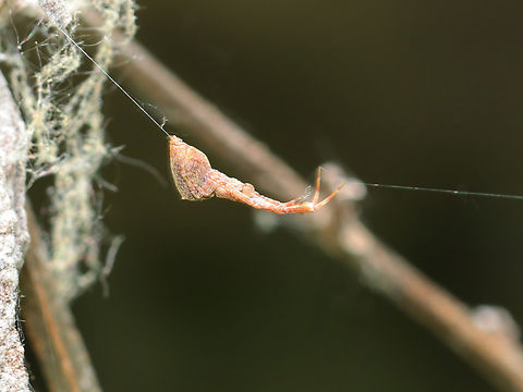 Featherlegged Orbweaver - Uloborus glomosus Habitat: Pondside vegetation Cribellate Orb Weaver,Featherlegged Orbweaver,Geotagged,Spring,Uloboridae,Uloborus,Uloborus glomosus,United States,spider