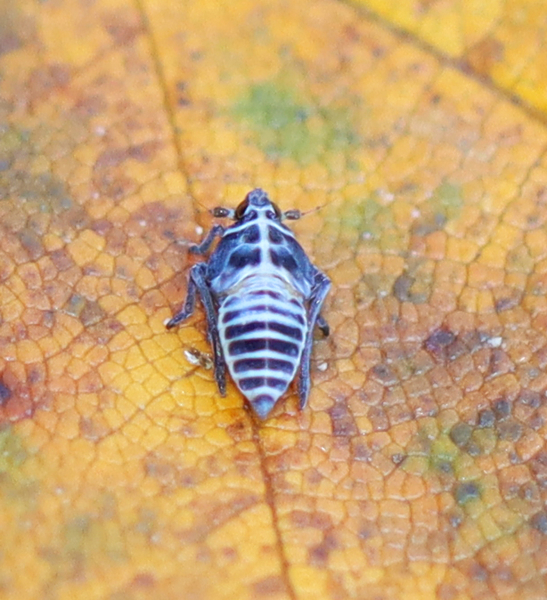 Planthopper - Megamelus davisi I found it hopping from leaf to leaf on a pond.<br />
<br />
Habitat: Woodland pond Delphacidae,Fall,Geotagged,Megamelus,Megamelus davisi,United States,planthopper