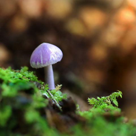 Mushroom - Agaricales Inocybe lilacina or Cortinarius iodes?

There were several mushrooms growing on very rotten, moss-covered wood. Mixed forest Cortinarius,Fall,Geotagged,United States,agaricales,fungus,inocybe,mushroom,purple mushroom
