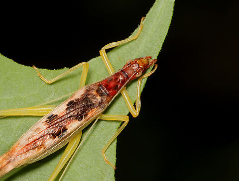 Two-spotted tree cricket - Neoxabea bipunctata Habitat: Mixed forest Geotagged,Neoxabea,Neoxabea bipunctata,Summer,United States,tree cricket