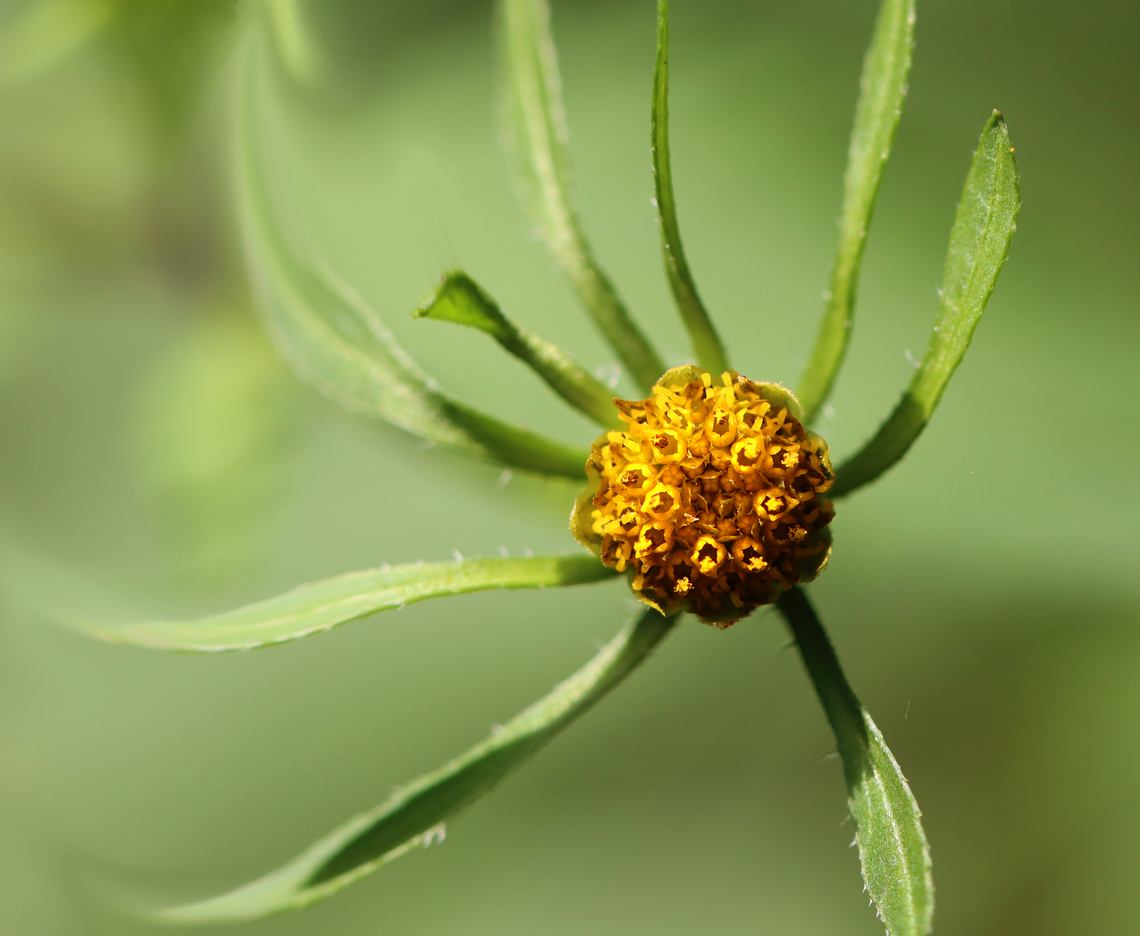 Tall Beggarticks - Bidens vulgata Habitat: Pondside Bidens vulgata,Geotagged,Summer,Tall beggarticks,United States,beggarticks,bidens