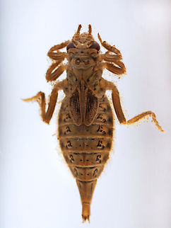 Dragonfly Nymph - Arigomphus sp. This dude was a beast. It was at least 6 cm long.

Habitat: Woodland pond Arigomphus,Fall,Geotagged,Odonata,United States,anisoptera,dragonfly,dragonfly nymph,gomphidae,naiad,nymph