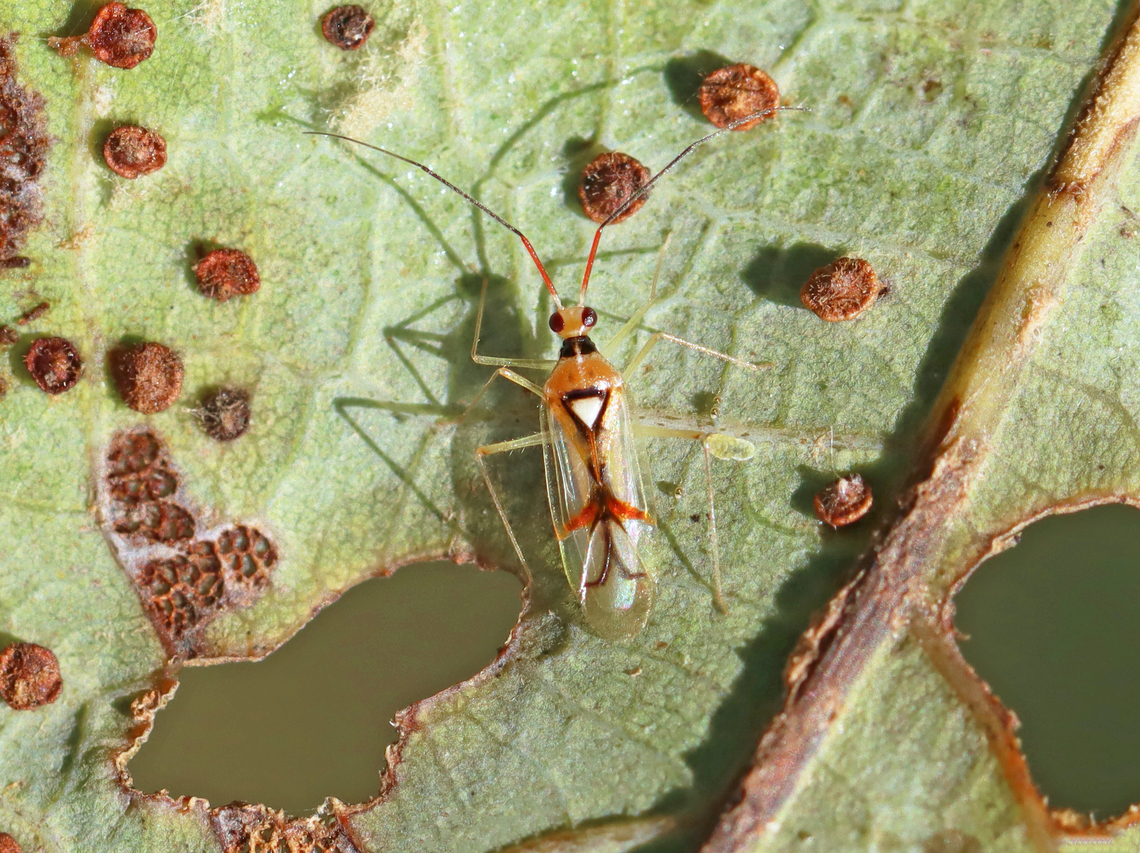 Plant Bug - Hyaliodes harti This beautiful bug was a first for me. It was nice to pose on a super cool leaf that was chewed up and covered in galls. <br />
<br />
Habitat: Leaf; meadow edge Geotagged,Hyaliodes,Hyaliodes harti,Summer,United States,bug,miridae,plant bug