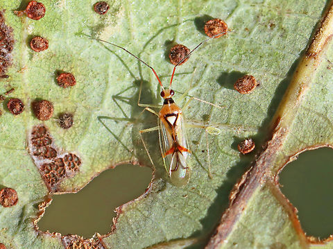 Plant Bug - Hyaliodes harti This beautiful bug was a first for me. It was nice to pose on a super cool leaf that was chewed up and covered in galls. 

Habitat: Leaf; meadow edge Geotagged,Hyaliodes,Hyaliodes harti,Summer,United States,bug,miridae,plant bug