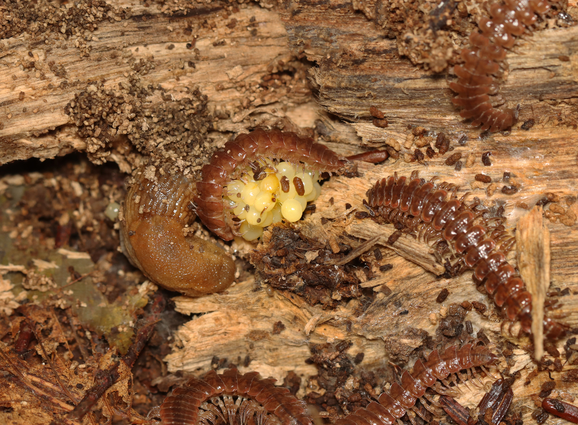 Flat-backed Millipede - Pseudopolydesmus sp. One millipede was eating the slug's eggs, while the others seemed disinterested. This is weird because millipedes aren't known to eat slug eggs. Instead, they eat fungi, algae, detritus, and the occasional insect.<br />
<br />
Habitat: Rotting log Geotagged,Pseudopolydesmus,Summer,United States,eggs,millipede,slug,slug eggs