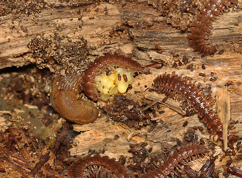Flat-backed Millipede - Pseudopolydesmus sp. One millipede was eating the slug's eggs, while the others seemed disinterested. This is weird because millipedes aren't known to eat slug eggs. Instead, they eat fungi, algae, detritus, and the occasional insect.

Habitat: Rotting log Geotagged,Pseudopolydesmus,Summer,United States,eggs,millipede,slug,slug eggs