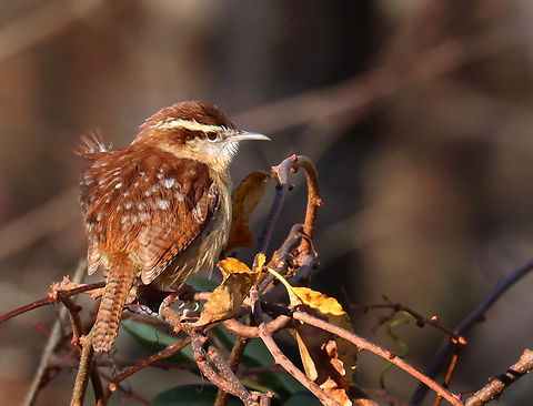 Carolina Wren - Thryothorus ludovicianus It looked cranky, probably because of its feather cowlick.

Habitat: Backyard Carolina Wren,Fall,Geotagged,Thryothorus,Thryothorus ludovicianus,United States,wren