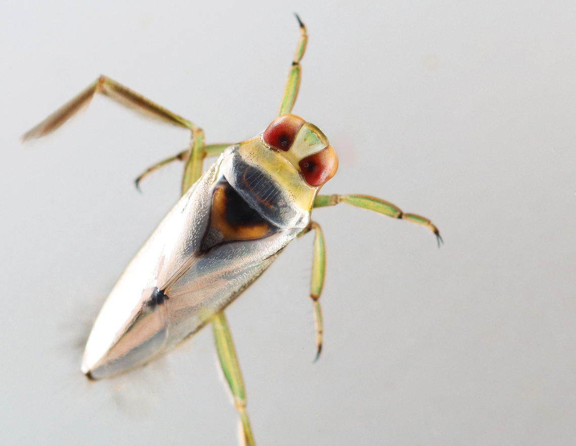 Backswimmer - Notonecta sp., subgenus Paranecta The gray-ish blur around its rear is from hairs that I couldn&#039;t get in focus.<br />
<br />
Habitat: Woodland pond Fall,Geotagged,Notonecta,Paranecta,United States,backswimmer,notonectidae,water boatmen