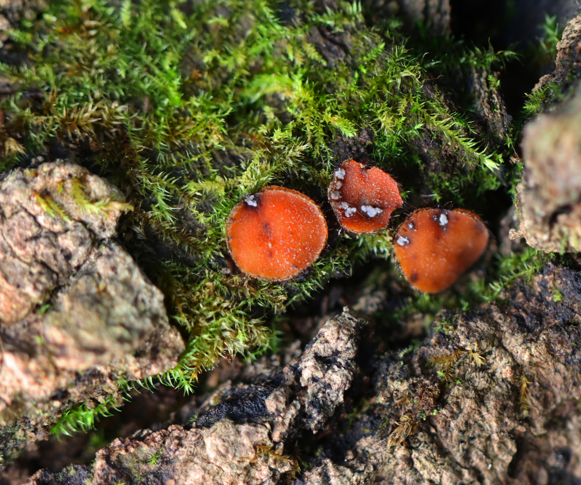 Eyelash Cup - Scutellinia scutellata Fungus on fungus.<br />
<br />
Habitat: Rotting wood; mixed forest Eyelash cup,Fall,Geotagged,Scutellinia,Scutellinia scutellata,United States,cup fungus,fungi,fungus