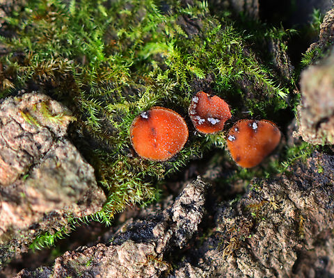 Eyelash Cup - Scutellinia scutellata Fungus on fungus.

Habitat: Rotting wood; mixed forest Eyelash cup,Fall,Geotagged,Scutellinia,Scutellinia scutellata,United States,cup fungus,fungi,fungus