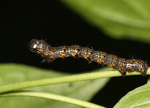 Spiny looper Caterpillar - Phigalia titea It appeared to have a parasitoid's egg near its head capsule.

Habitat: Impersonating a stick in a mixed forest Geotagged,Phigalia,Phigalia titea,Spiny looper,Spiny looper caterpillar,Spring,United States,caterpillar,geometridae,larva,moth larva,parasitoid