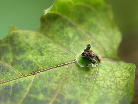 Clavate Tortoise Beetle Pupa - Helocassis clavata The pupae usually lose their fecal shields, but this one did not. Chrysomelidae,Clavate Tortoise Beetle,Geotagged,Helocassis,Helocassis clavata,Summer,United States,beetle,beetle pupa,fecal shield,pupa,tortoise beetle