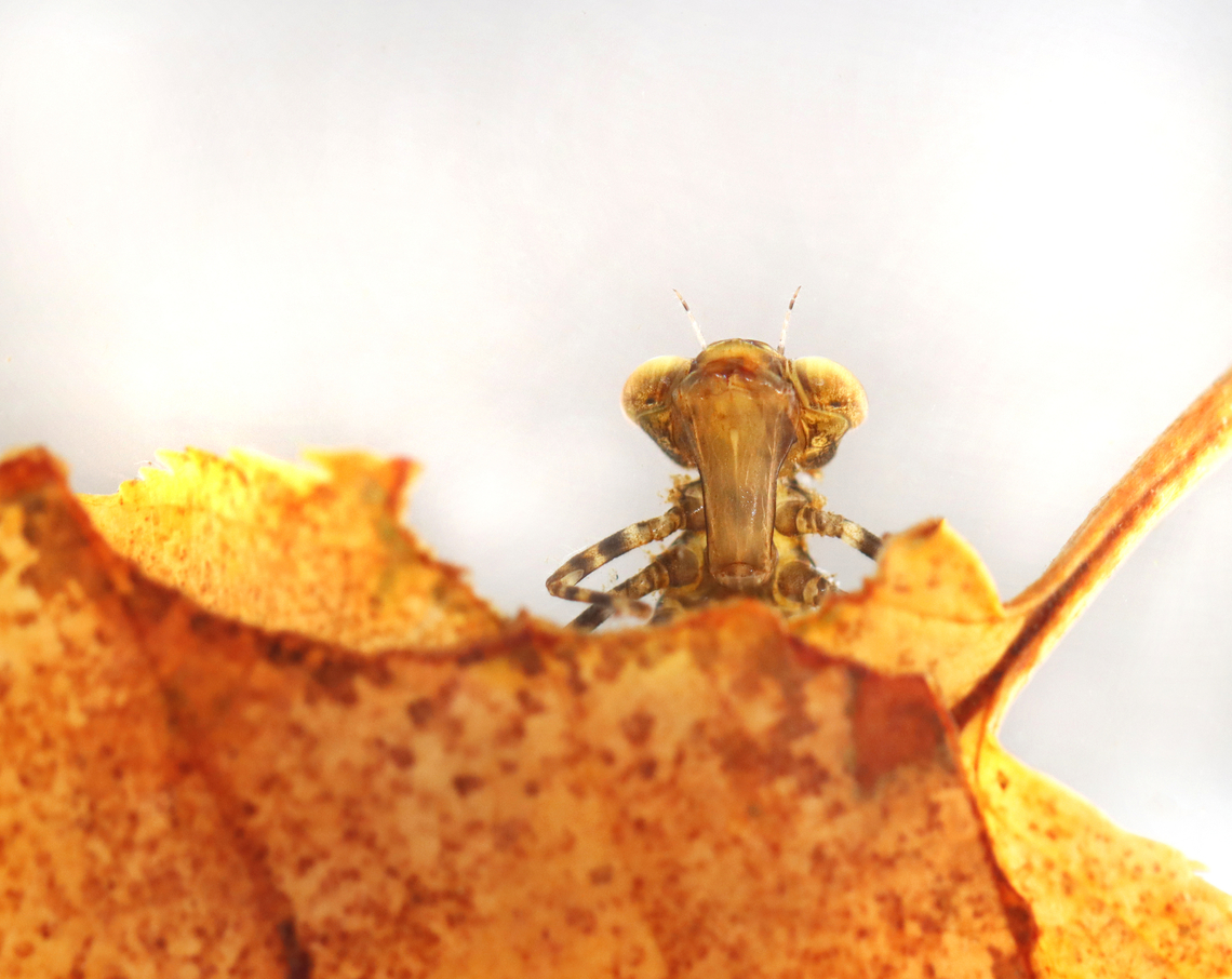 Shadow darner Nymph - Aeshna umbrosa Peeking.<br />
<br />
Habitat: Collected from a small woodland pond. Aeshna,Aeshna umbrosa,Fall,Geotagged,Shadow darner,United States,aeshnidae,darner,dragonfly,dragonfly nymph,larva,nymph