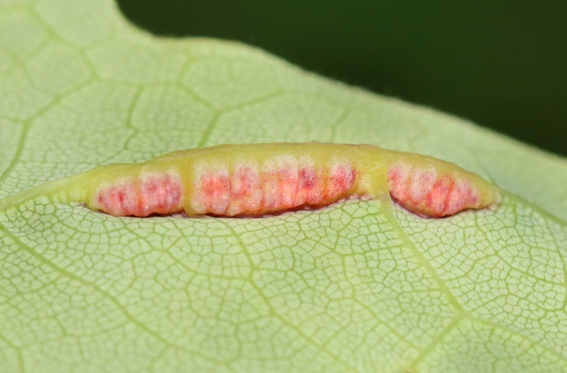 Gouty Vein Midge Gall (Dasineura communis) Host: Acer sp. Cecidomyiidae,Dasineura,Dasineura communis,Geotagged,Spring,United States,gall,gouty vein midge,midge gall