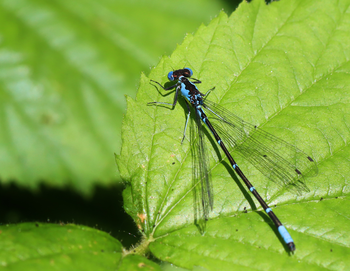 Aurora Damsel - Chromagrion conditum Habitat: Pondside Aurora Damsel,Chromagrion,Chromagrion conditum,Coenagrionidae,Geotagged,Spring,United States,damselfly