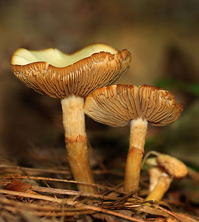 Mushrooms - Agrocybe sp. Habitat: Growing under pine; mixed forest Agrocybe,Geotagged,Spring,Strophariaceae,United States,fungi,fungus,mushrooms