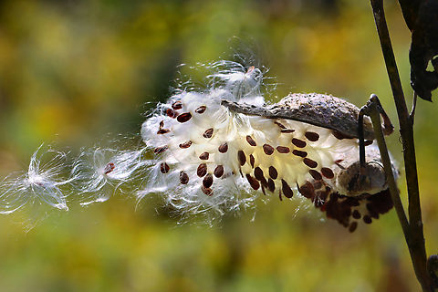 Common Milkweed - Asclepias syriaca Caught in the wind

Habitat: Meadow Asclepias,Asclepias syriaca,Common Milkweed,Fall,Geotagged,United States,milkweed,milkweed fluff,seeds