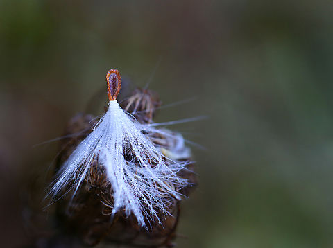 Milkweed Seed - Asclepias syriaca Habitat: Meadow Asclepias syriaca,Common Milkweed,Fall,Geotagged,United States,asclepias,milkweed,milkweed seed