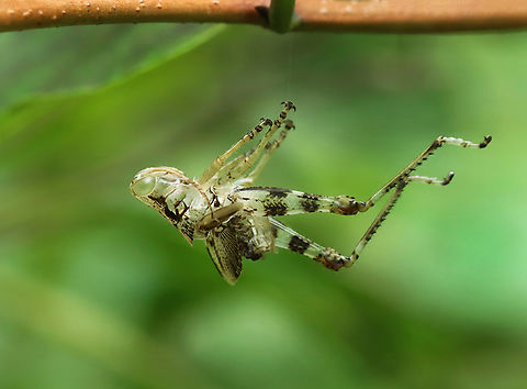 Pine Tree Spur-throat Grasshopper (Exuvium) - Melanoplus punctulatus Exuvium hanging by a strand of silk.

Habitat: Shrub swamp Geotagged,Melanoplus,Melanoplus punctulatus,Pine Tree Spur-throat Grasshopper,Summer,United States,exuvium,grasshopper,grasshopper exuvium